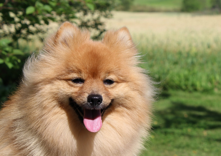 German Little Spitz (Kleinspitz) fotografie, preț, natură