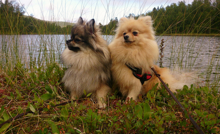 German Little Spitz (Kleinspitz) fotografie, preț, natură