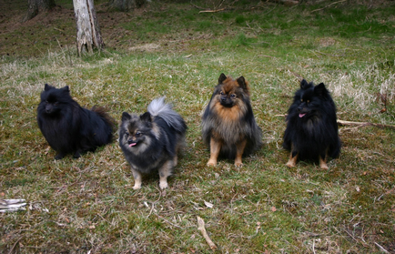 German Little Spitz (Kleinspitz) fotografie, preț, natură