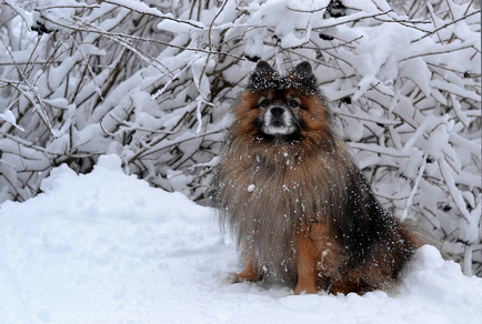 German Little Spitz (Kleinspitz) fotografie, preț, natură