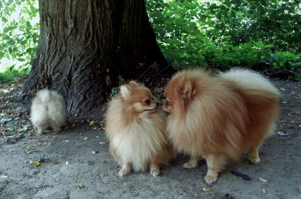 German Little Spitz (Kleinspitz) fotografie, preț, natură