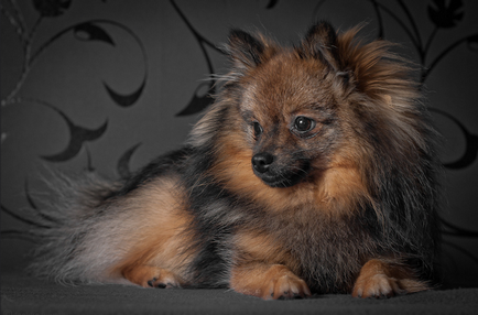 German Little Spitz (Kleinspitz) fotografie, preț, natură