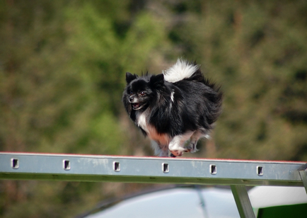 German Little Spitz (Kleinspitz) fotografie, preț, natură