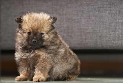 German Little Spitz (Kleinspitz) fotografie, preț, natură