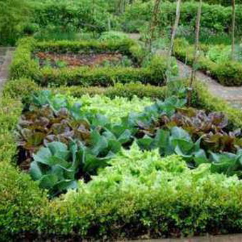 Grădini de legume neobișnuite și fotografii de paturi neobișnuite din țară cu mâinile lor