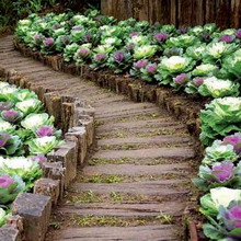 Grădini de legume neobișnuite și fotografii de paturi neobișnuite din țară cu mâinile lor