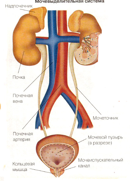 Нео лівої нирки що це таке