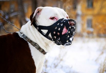 Немає небезпечних собак, є безвідповідальні господарі