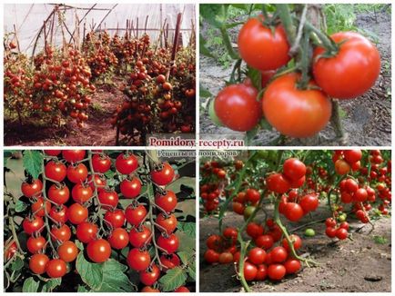 Низькорослі помідори вирощуємо вдома і на дачі