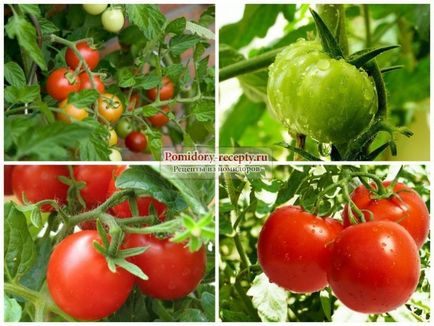 Низькорослі помідори вирощуємо вдома і на дачі