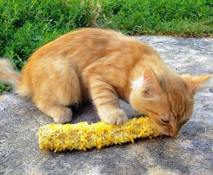 Нормально, що кіт їсть сиру моркву