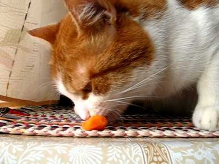 Normális esetben a macska megeszi nyers sárgarépa