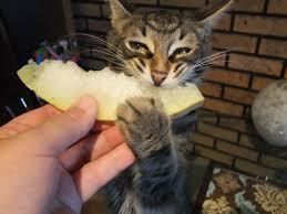 Нормально, що кіт їсть сиру моркву
