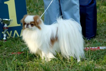 Про 10 найменших породах собак