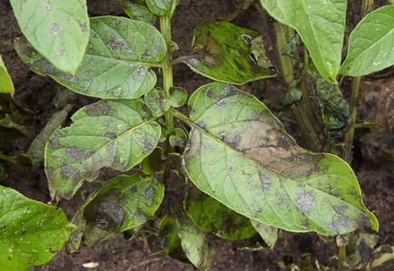 Tratarea serelor din phytophthora