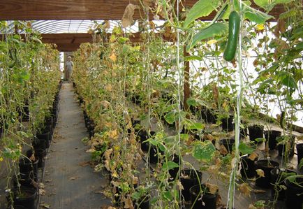 Tratarea serelor din phytophthora