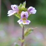 Eyebright pontosan milyen hasznos az emberi szervezet számára