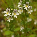 Eyebright pontosan milyen hasznos az emberi szervezet számára