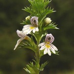 Eyebright pontosan milyen hasznos az emberi szervezet számára