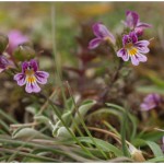 Eyebright pontosan milyen hasznos az emberi szervezet számára