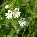 Eyebright pontosan milyen hasznos az emberi szervezet számára