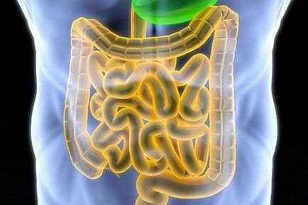 Purificarea intestinelor de către malachov în casă