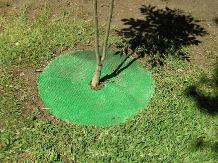 Оформлення пристовбурного кола дерев килимком