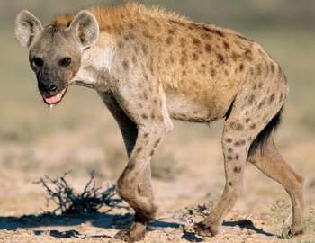 Despre atacul hienelor asupra oamenilor, cazurile cunoscute, în fălcile animalelor