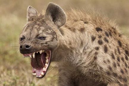 Despre atacul hienelor asupra oamenilor, cazurile cunoscute, în fălcile animalelor