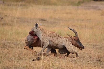 Despre atacul hienelor asupra oamenilor, cazurile cunoscute, în fălcile animalelor