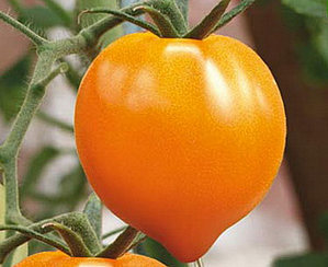 Descrierea și caracteristicile cultivării unei tomate de o rasă a inimii bull
