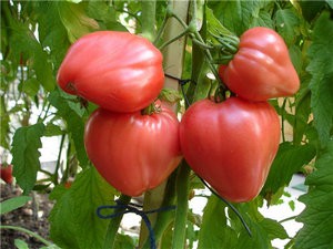 Опис і особливості вирощування томата сорту бичаче серце