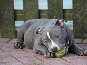 Leírás mini pitbull