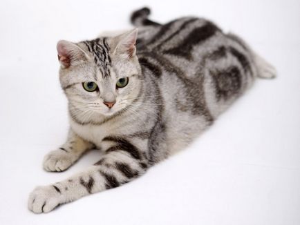 Descrierea rasei American Shorthair pentru pisici, fotografii si video