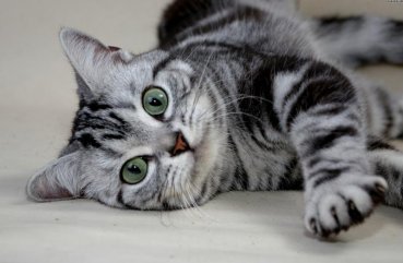 Descrierea rasei American Shorthair pentru pisici, fotografii si video