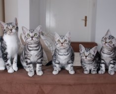 Descrierea rasei American Shorthair pentru pisici, fotografii si video