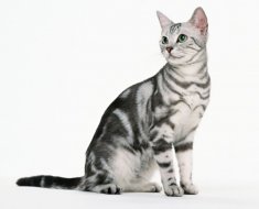 Опис породи американська короткошерста кішка, огляд фото і відео