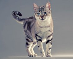 Descrierea rasei American Shorthair pentru pisici, fotografii si video