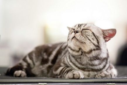 Опис породи американська короткошерста кішка, огляд фото і відео