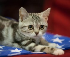 Descrierea rasei American Shorthair pentru pisici, fotografii si video