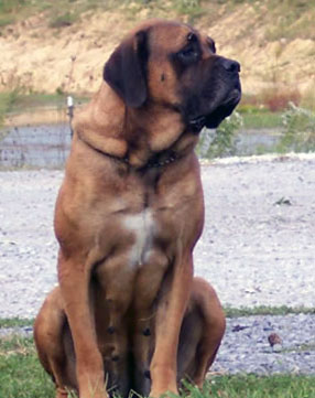 Descrierea rasei de câini Mastiff, cei mai buni prieteni