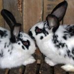 Опис характеристик кроликів породи метелик, їх годування і розведення