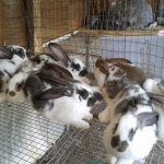 Határozza meg a a fajta jellemzői nyulak pillangó, azok táplálkozási és tenyésztési (nyúl) Határozza meg a a fajta jellemzői nyulak pillangó, azok táplálkozási és tenyésztési