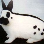 Határozza meg a a fajta jellemzői nyulak pillangó, azok táplálkozási és tenyésztési (nyúl) Határozza meg a a fajta jellemzői nyulak pillangó, azok táplálkozási és tenyésztési