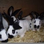 Határozza meg a a fajta jellemzői nyulak pillangó, azok táplálkozási és tenyésztési (jellemzők) Határozza meg a a fajta jellemzői nyulak pillangó, azok táplálkozási és tenyésztési