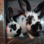 Határozza meg a a fajta jellemzői nyulak pillangó, azok táplálkozási és tenyésztési (nyúl) Határozza meg a a fajta jellemzői nyulak pillangó, azok táplálkozási és tenyésztési