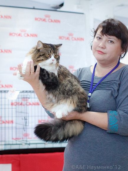 Про розпліднику - розплідник шотландських кішок в Ярославлі аншлаг