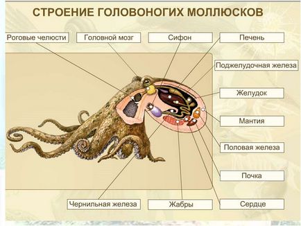 Octopus veszélye a toxikus fajok