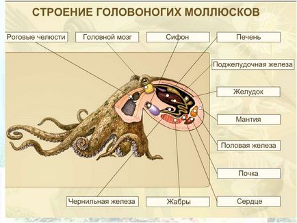 Octopus veszélye a toxikus fajok (polip) Octopus veszélye a toxikus fajok