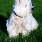 Principiile de baza ale antrenamentului West Highland White Terrier, diamantul regal de vest